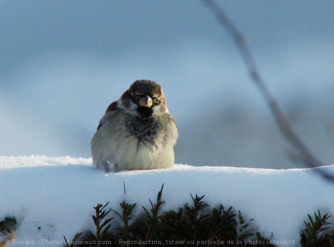 Photo de Moineau