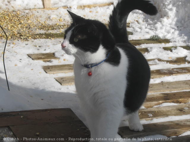 Photo de Chat domestique