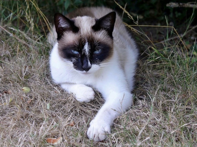 Photo de Chat domestique