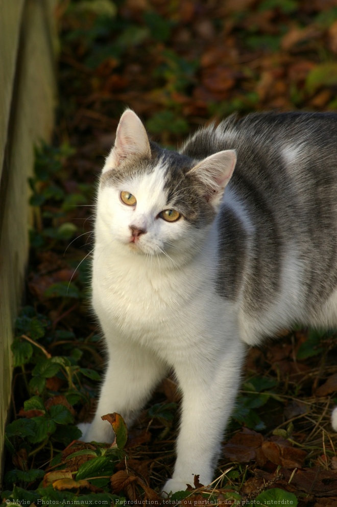 Photo de Chat domestique