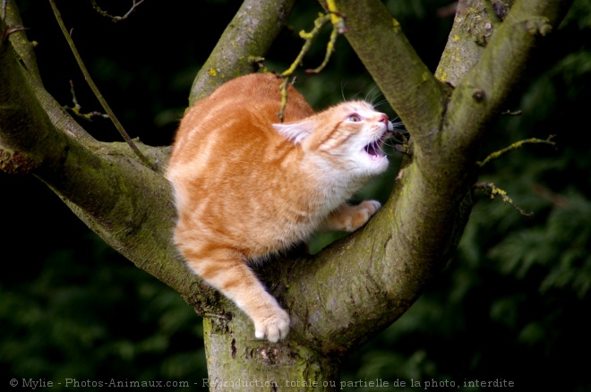 Photo de Chat domestique