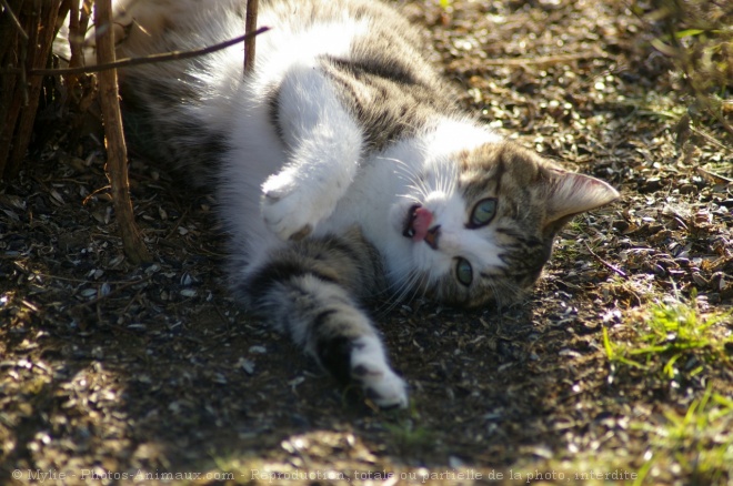 Photo de Chat domestique