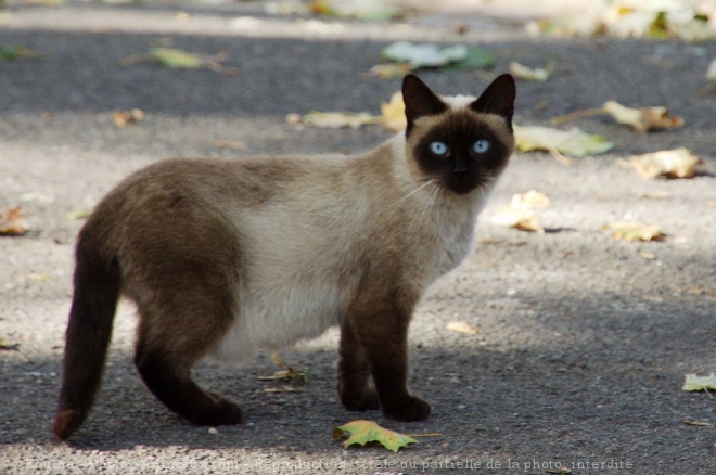 Photo de Chat domestique