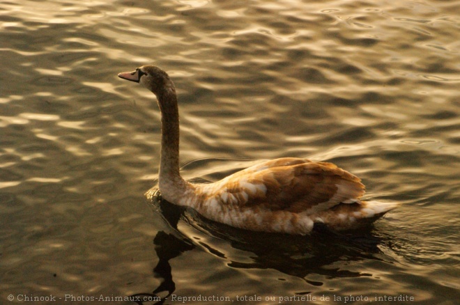 Photo de Cygne