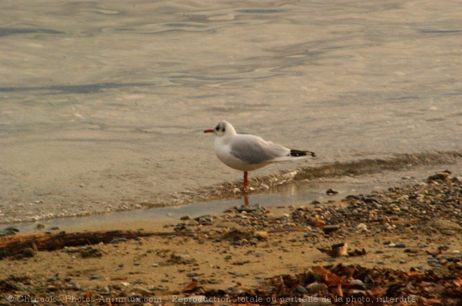 Photo de Mouette