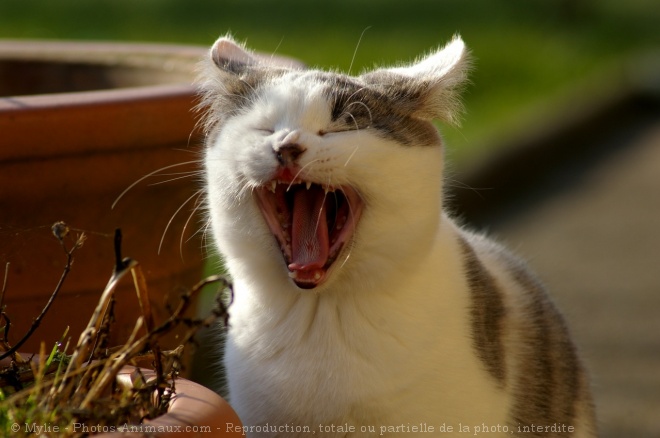 Photo de Chat domestique