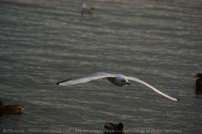 Photo de Mouette