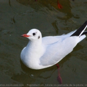 Photo de Mouette