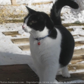 Photo de Chat domestique