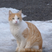 Photo de Chat domestique