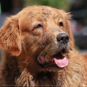 Photo de Golden retriever