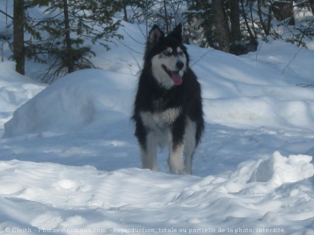 Photo de Husky siberien