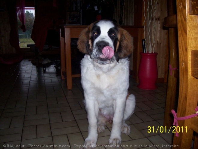 Photo de Saint-bernard poil long