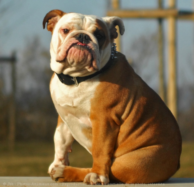 Photo de Bulldog