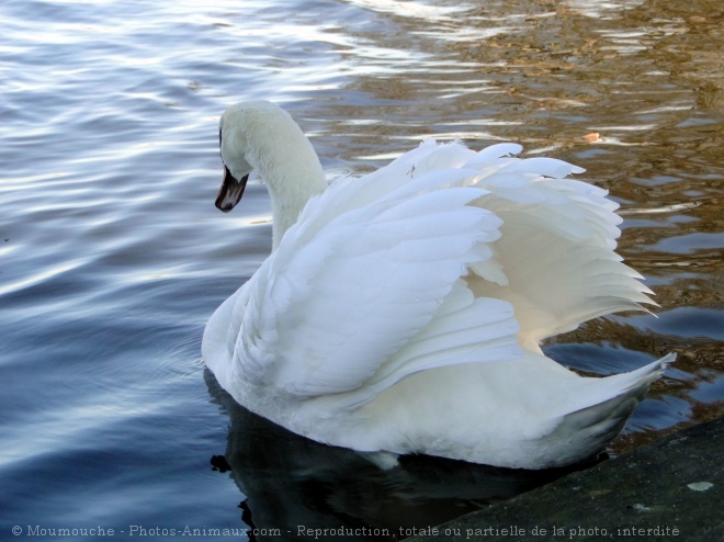 Photo de Cygne