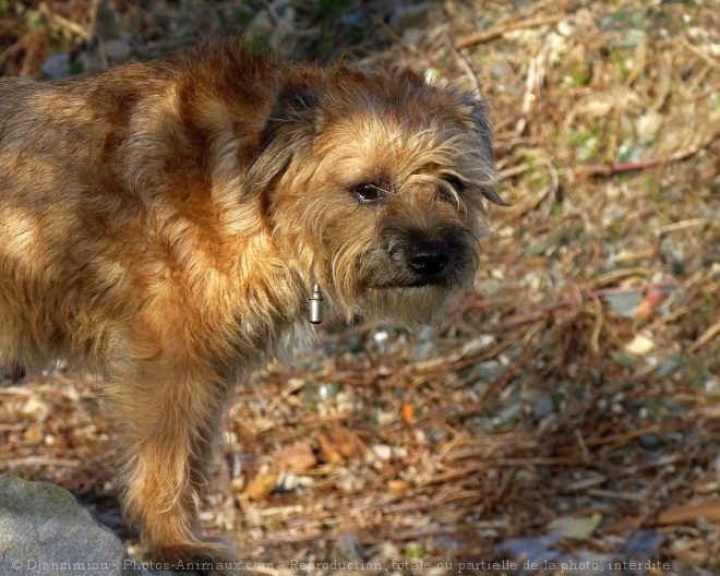 Photo de Border terrier