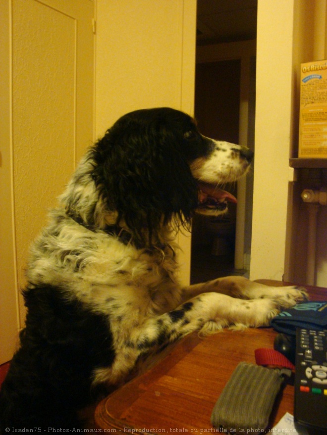 Photo d'English springer spaniel