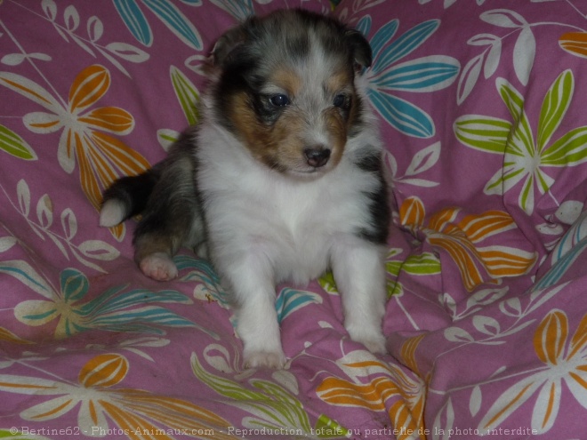 Photo de Chien de berger des shetland