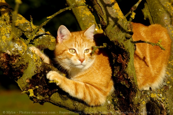 Photo de Chat domestique