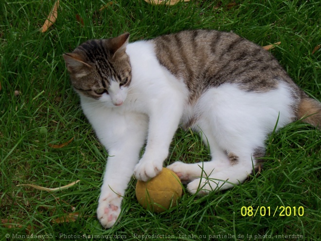 Photo de Chat domestique