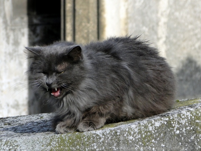 Photo de Chat domestique