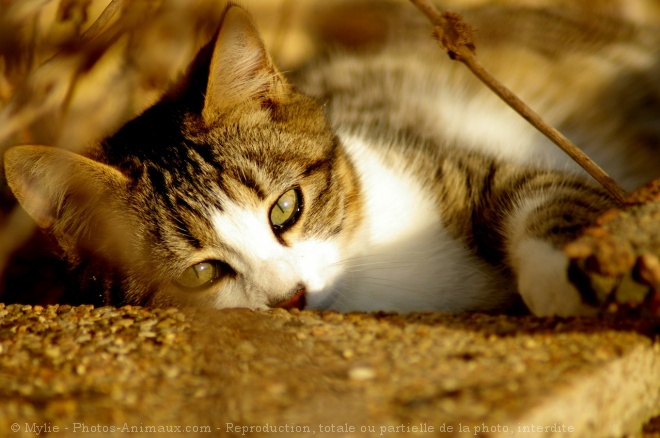 Photo de Chat domestique