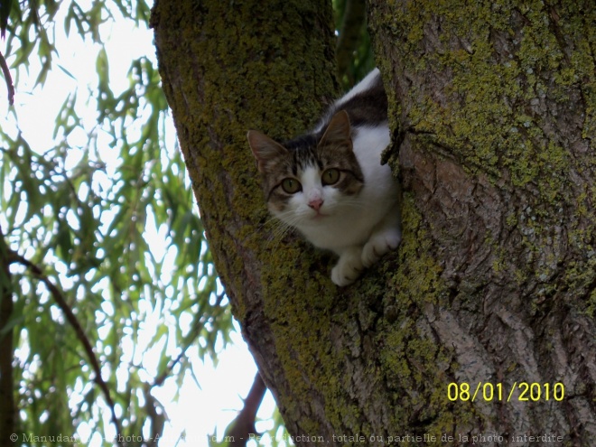 Photo de Chat domestique