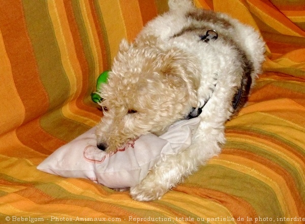 Photo de Fox terrier  poil dur