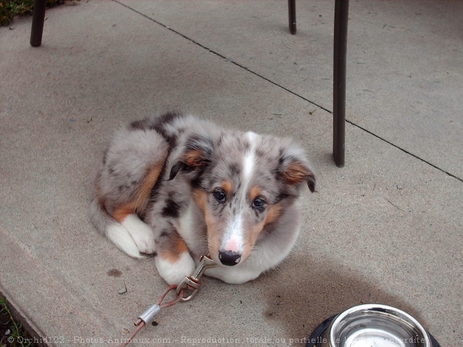 Photo de Chien de berger des shetland