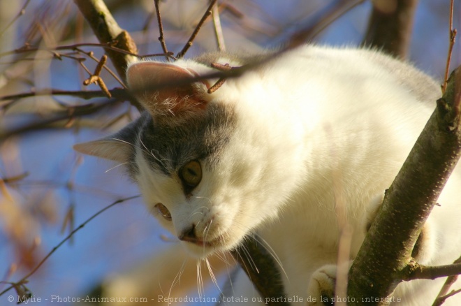 Photo de Chat domestique