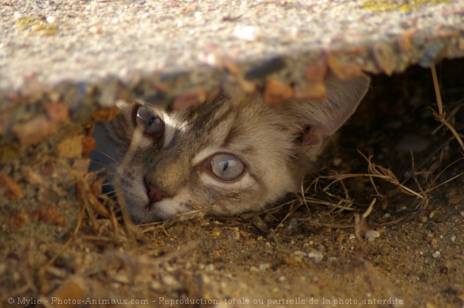 Photo de Chat domestique