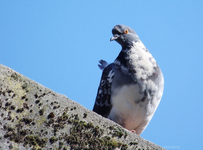 Photo de Pigeon