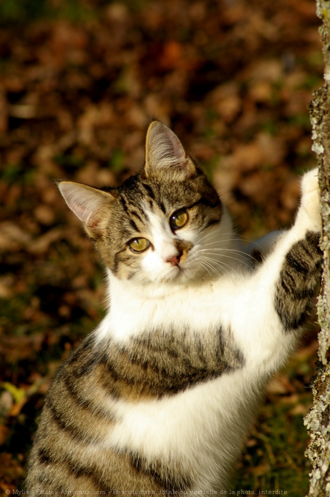 Photo de Chat domestique