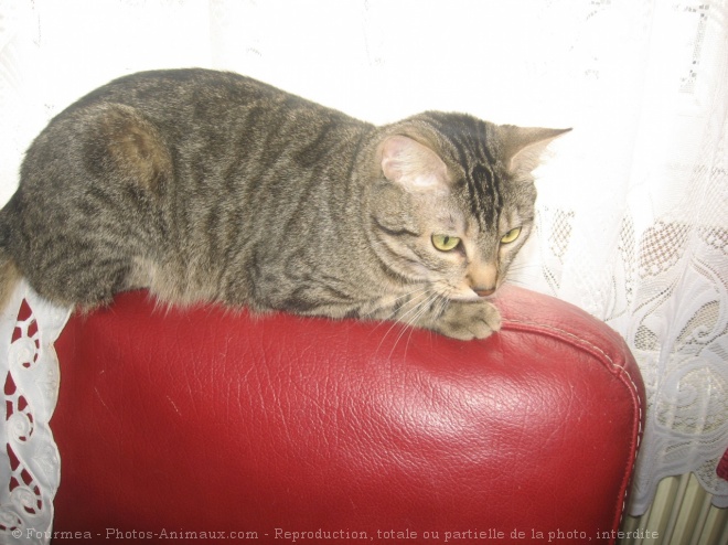 Photo de Chat domestique