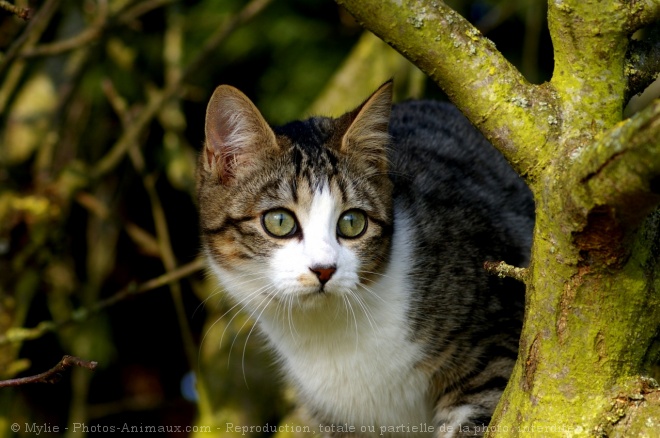 Photo de Chat domestique