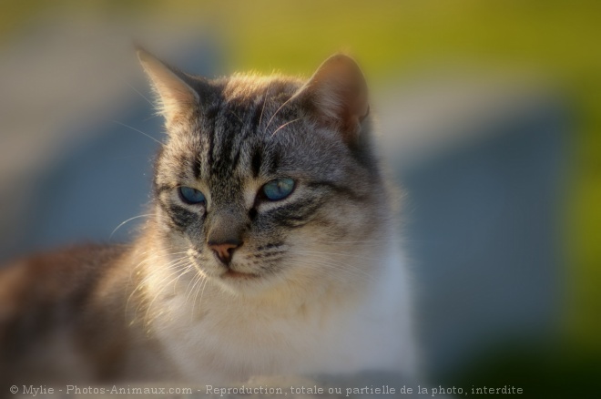 Photo de Croisement