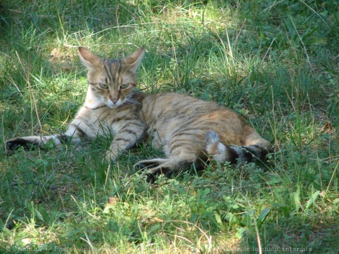 Photo de Chat domestique