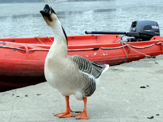 Photo d'Oie de guine