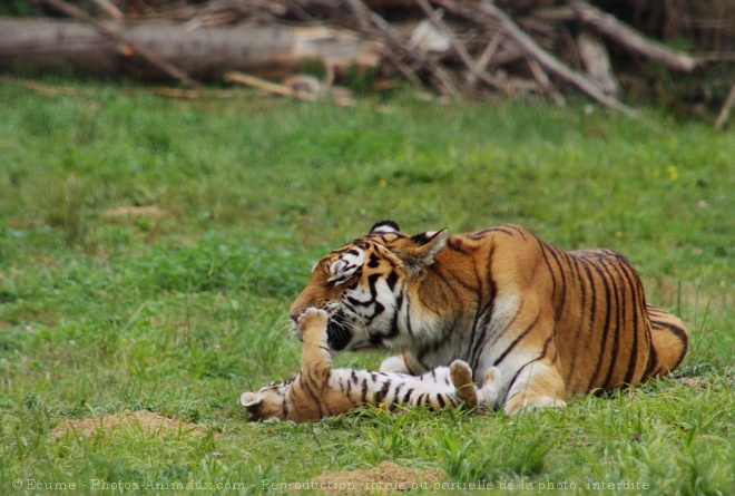 Photo de Tigre