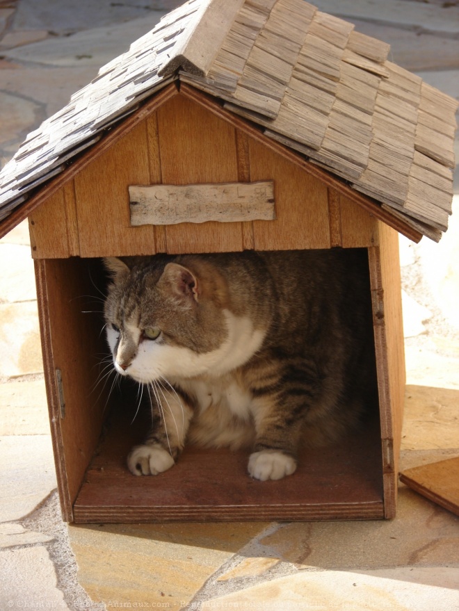 Photo de Chat domestique