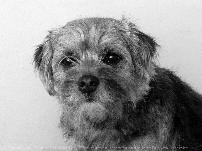 Photo de Border terrier