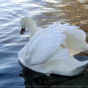 Photo de Cygne