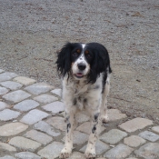 Photo d'English springer spaniel