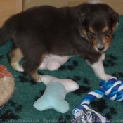 Photo de Chien de berger des shetland