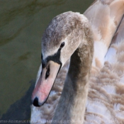 Photo de Cygne