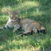 Photo de Chat domestique