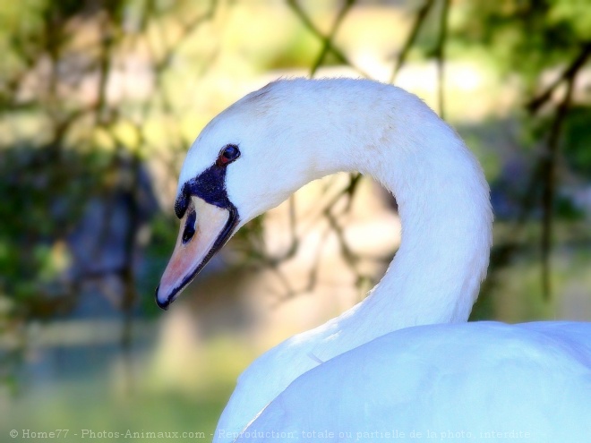 Photo de Cygne