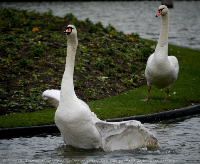 Photo de Cygne