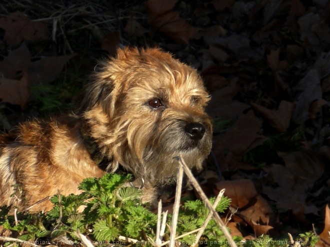 Photo de Border terrier