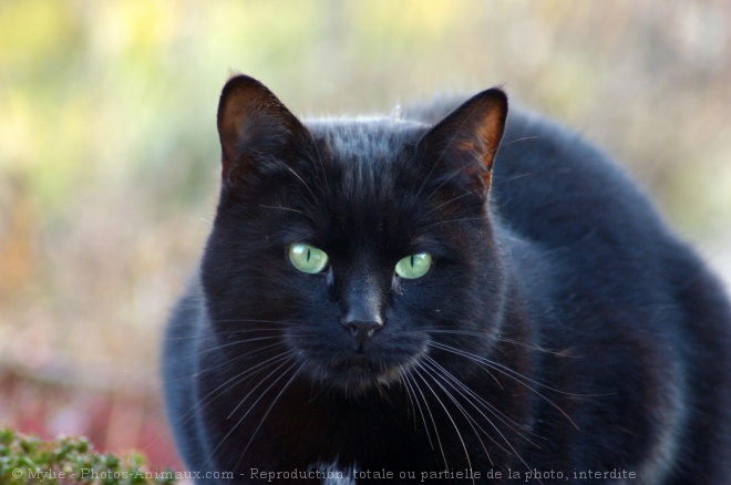 Photo de Chat domestique